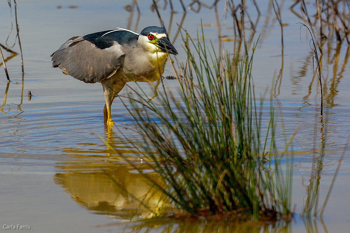 Black Crowned Night Heron 