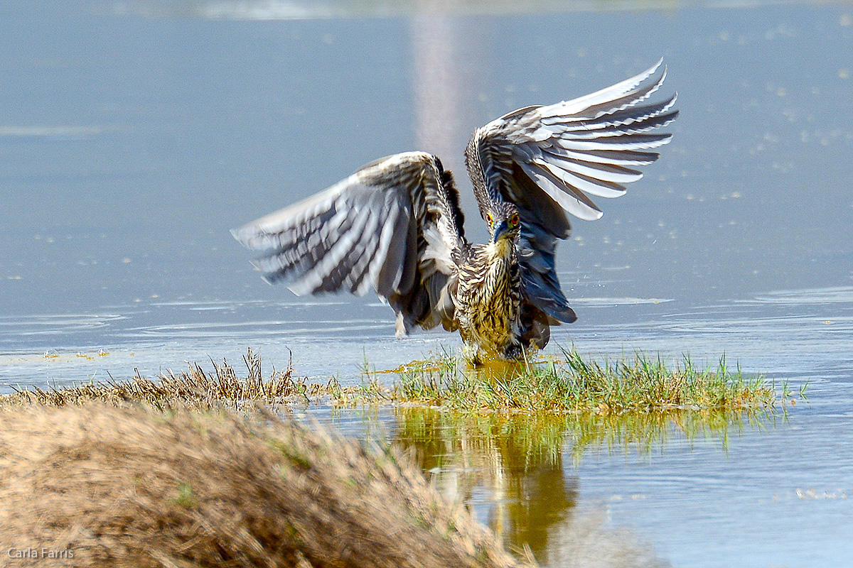 Black Crowned Night Heron 