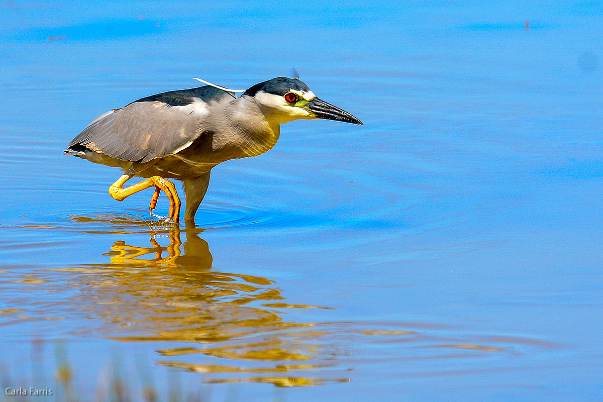 Black Crowned Night Heron 