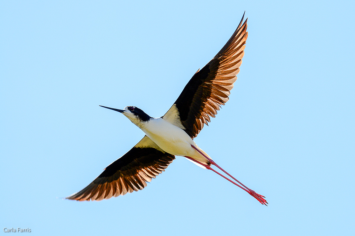 Hawaiian Stilt