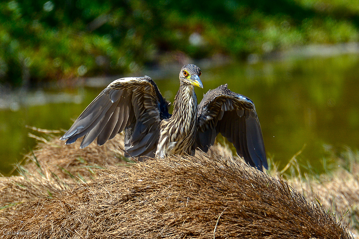 Black Crowned Night Heron - Juvenile