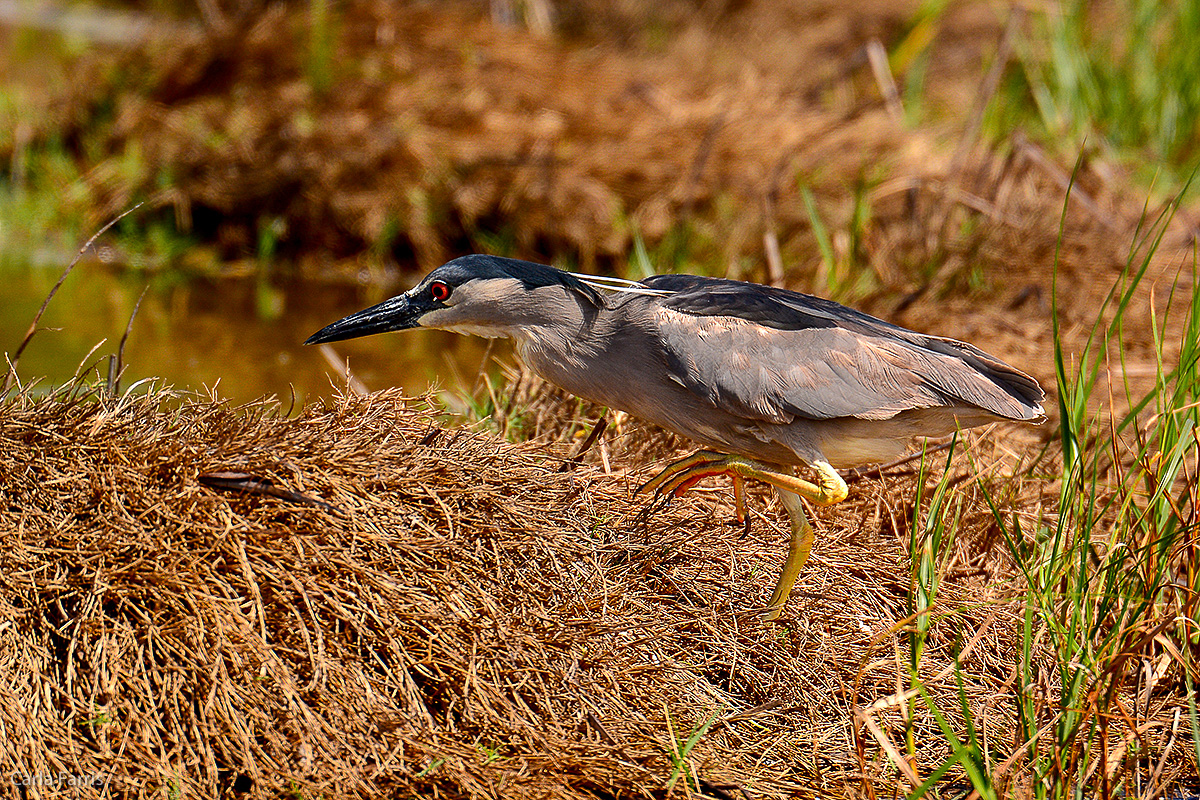 Black Crowned Night Heron 