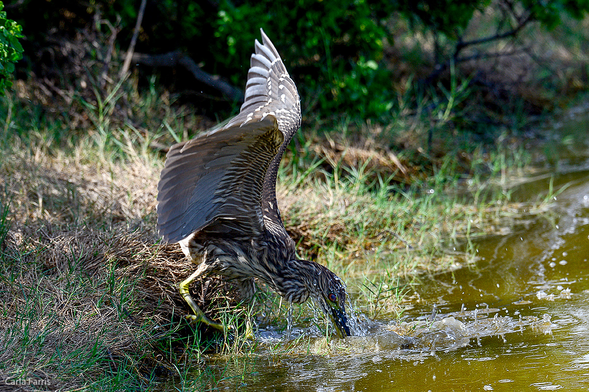 Black Crowned Night Heron 