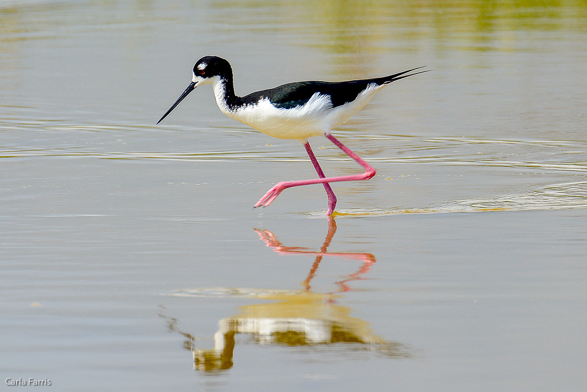 Hawaiian Stilt