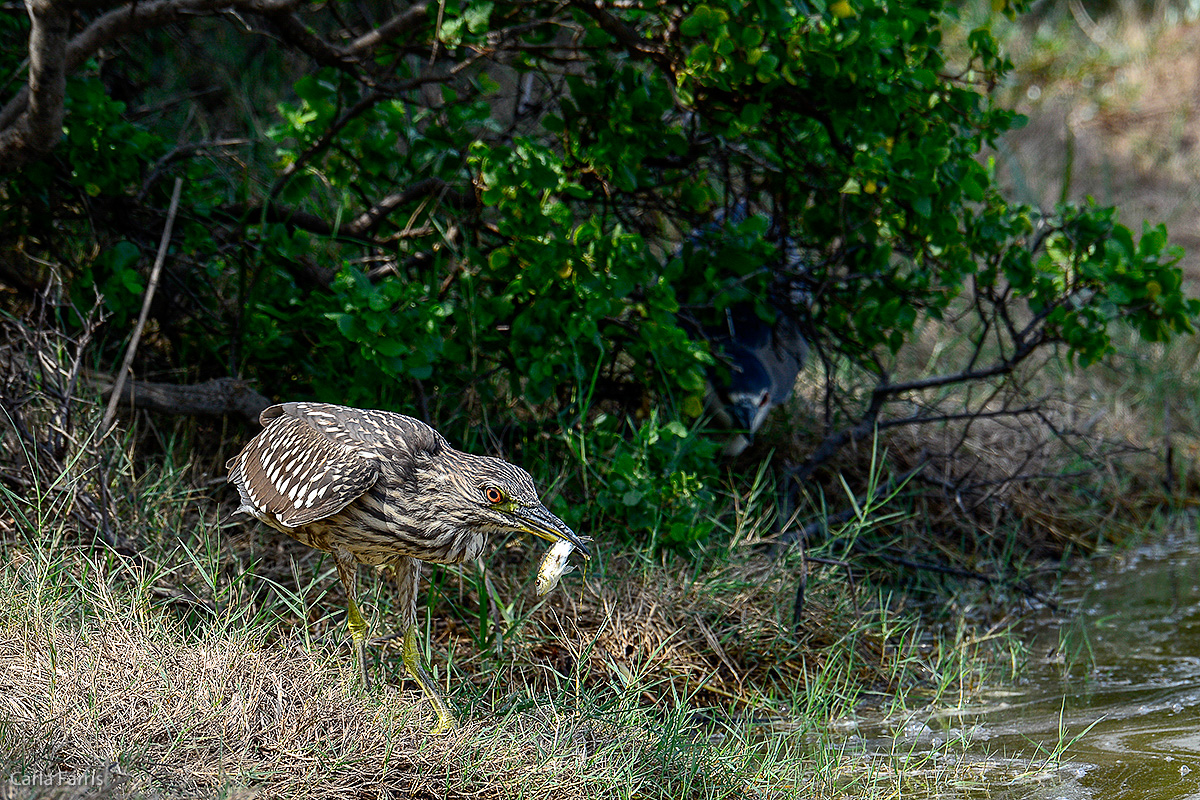 Black Crowned Night Heron - Juvenile