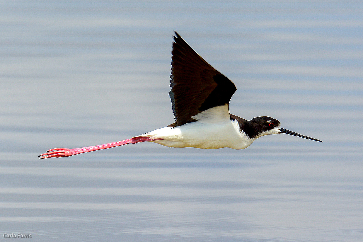 Hawaiian Stilt