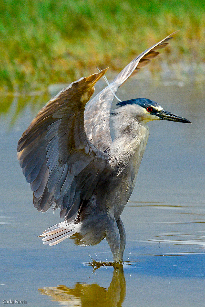 Black Crowned Night Heron