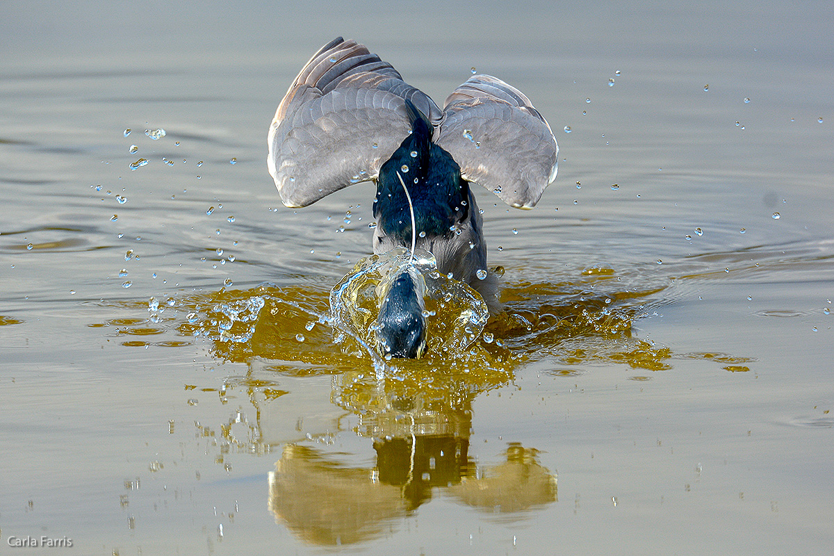 Black Crowned Night Heron