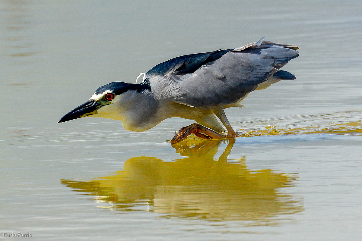 Black Crowned Night Heron