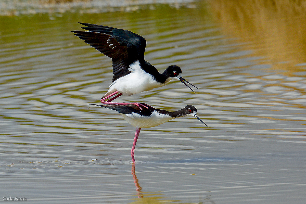 Hawaiian Stilt