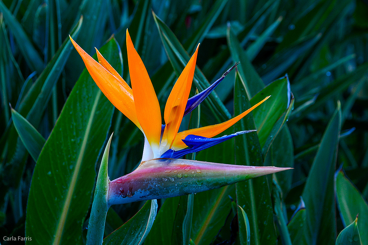 Bird of Paradise at Pearl Harbor