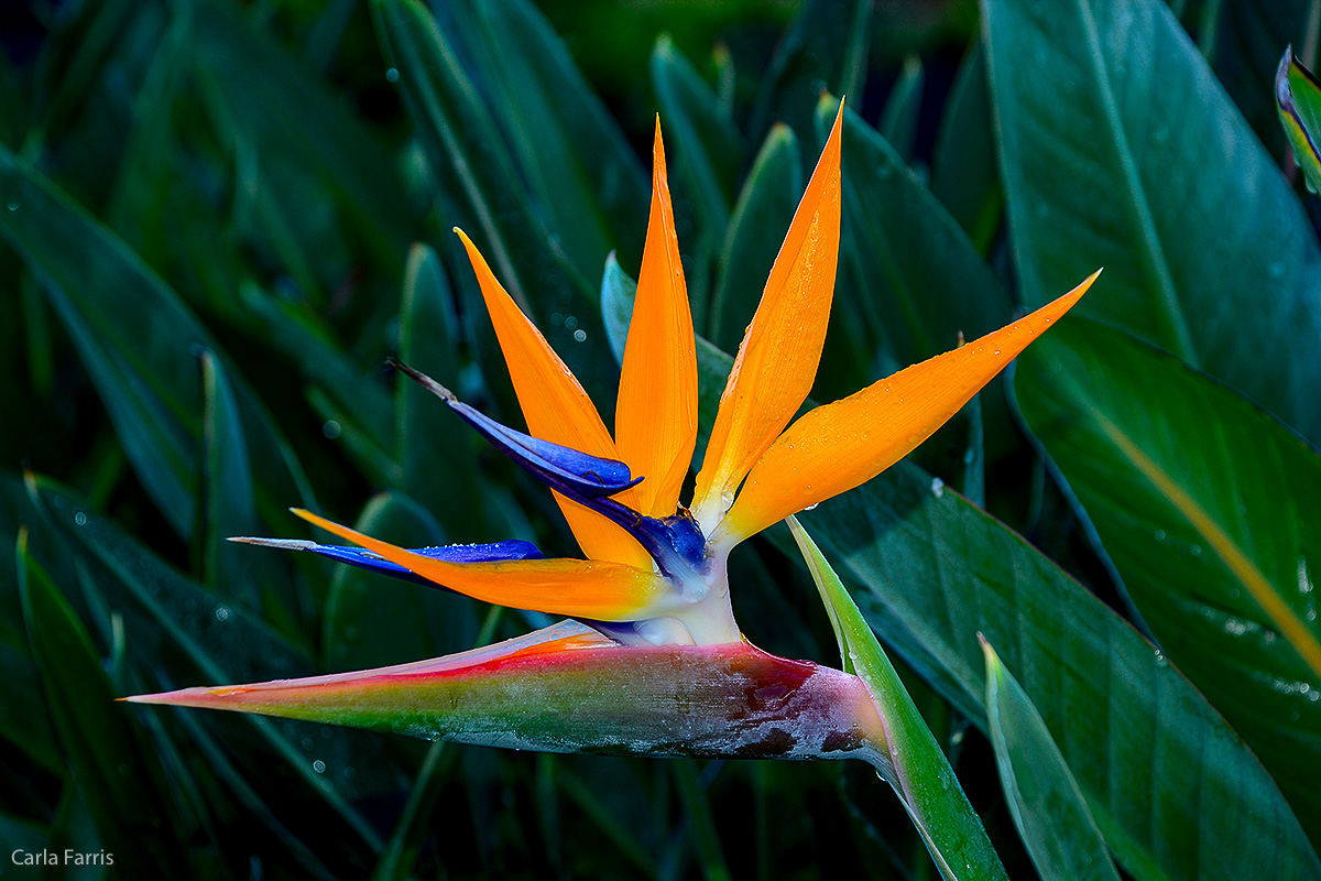 Bird of Paradise at Pearl Harbor