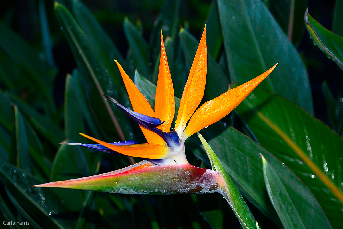 Bird of Paradise at Pearl Harbor