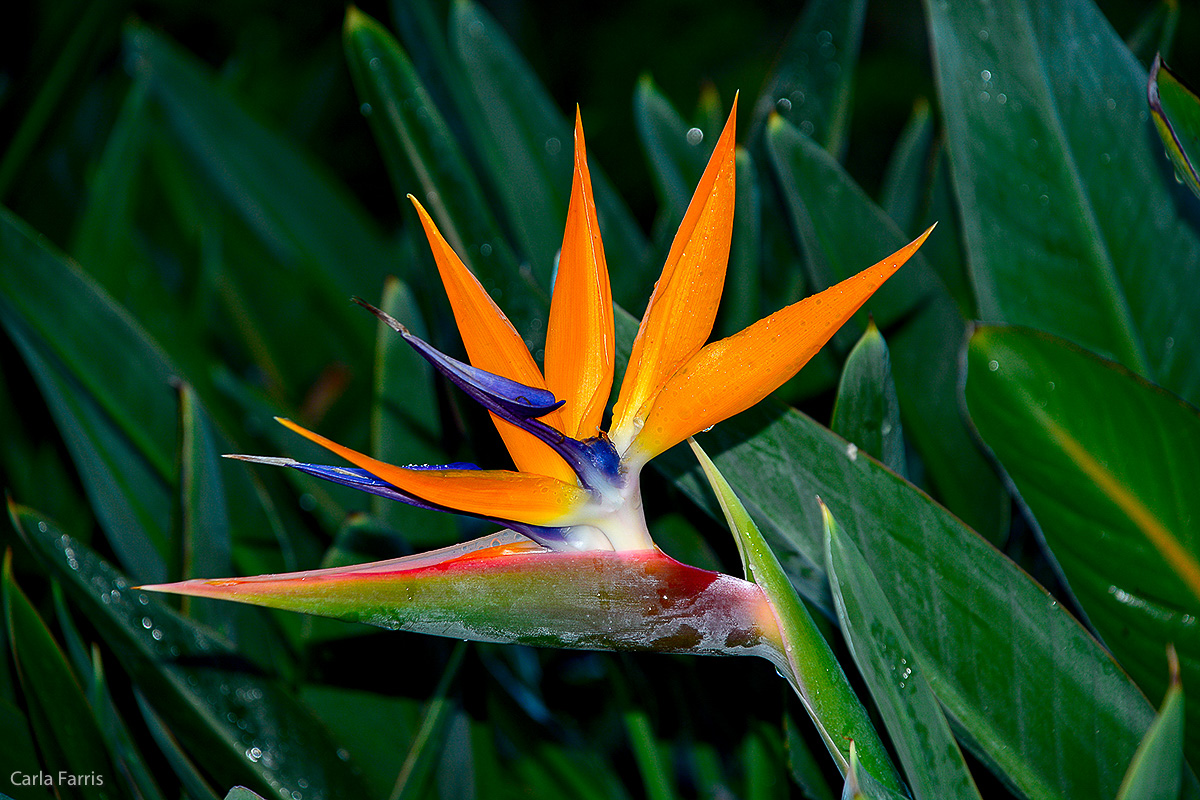 Bird of Paradise at Pearl Harbor