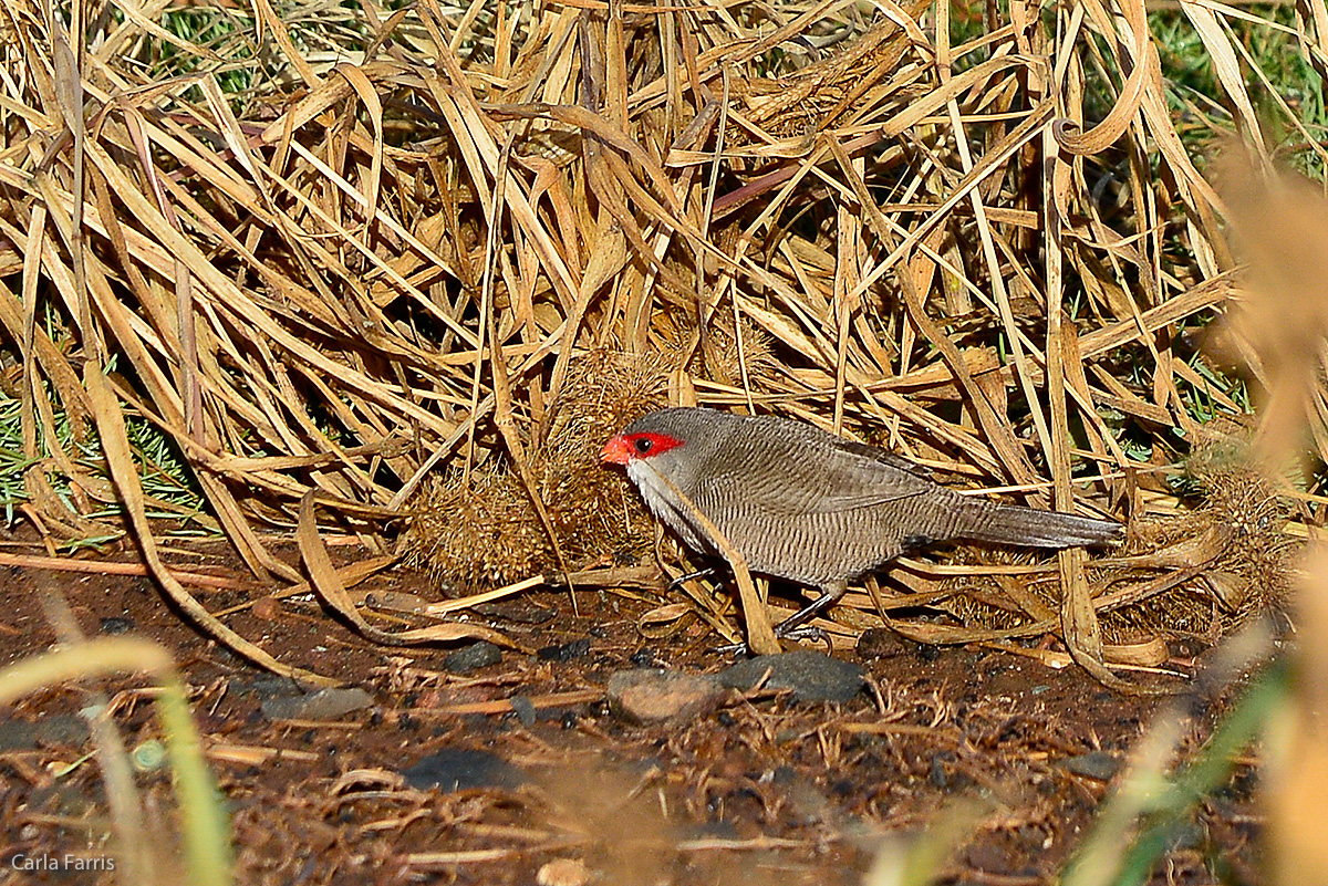 Common Waxbill