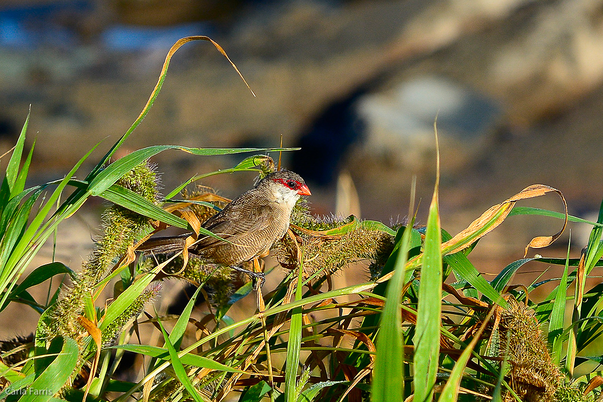 Common Waxbill