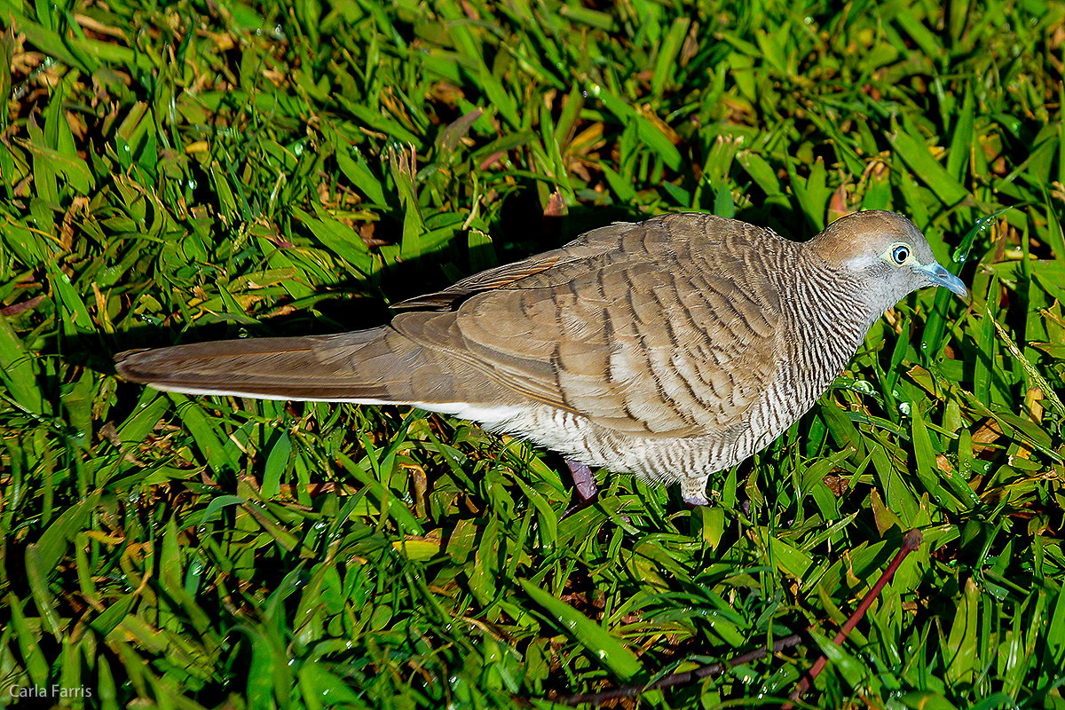 Zebra Dove