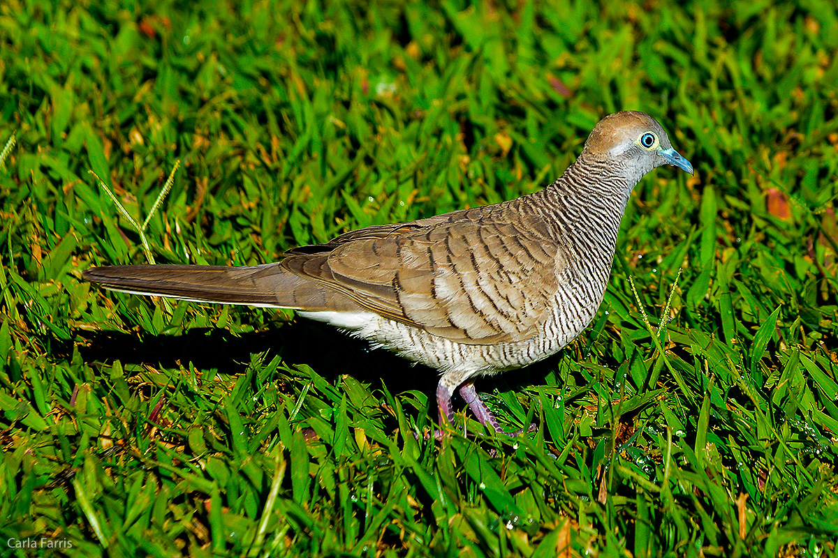 Zebra Dove