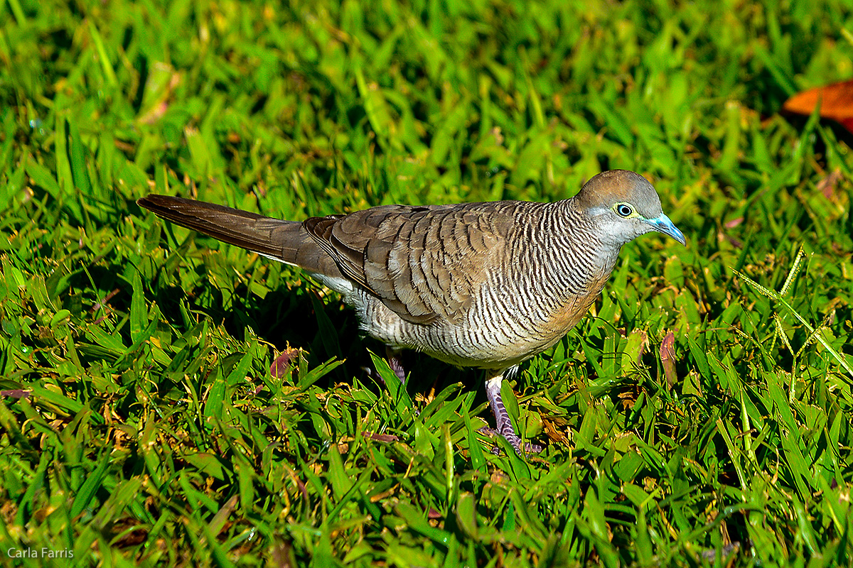 Zebra Dove