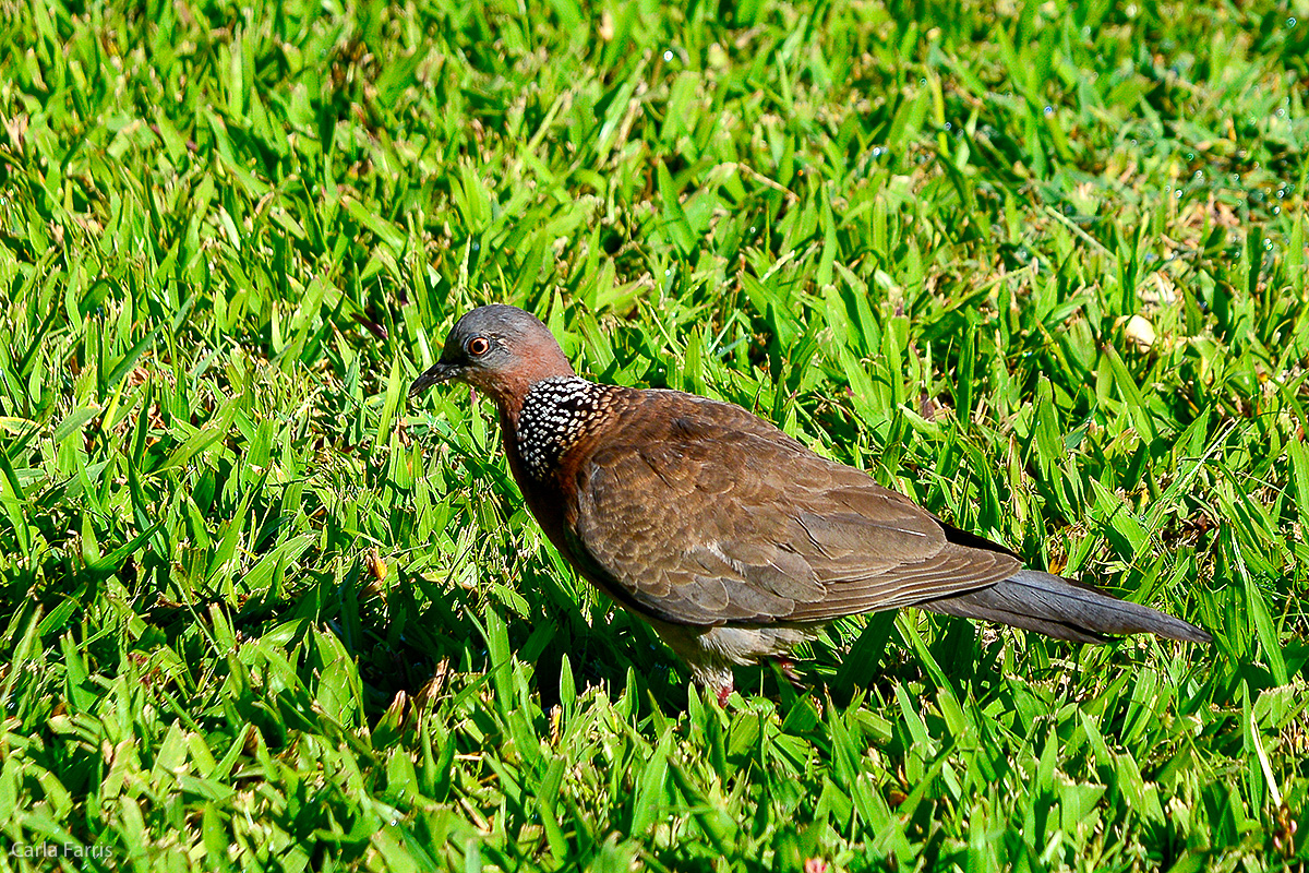 Spotted Dove