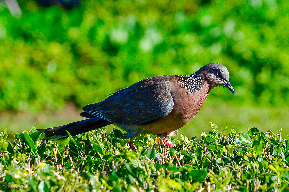 Spotted Dove