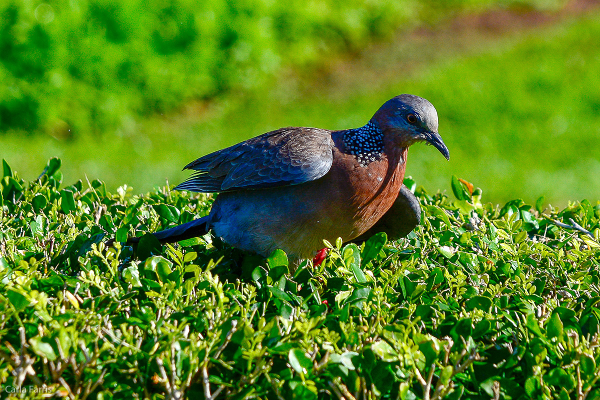 Spotted Dove