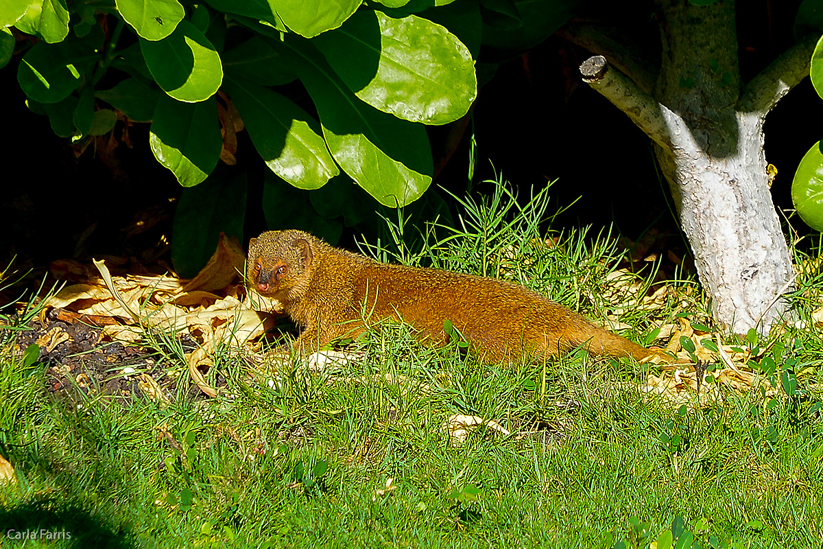 Mongoose