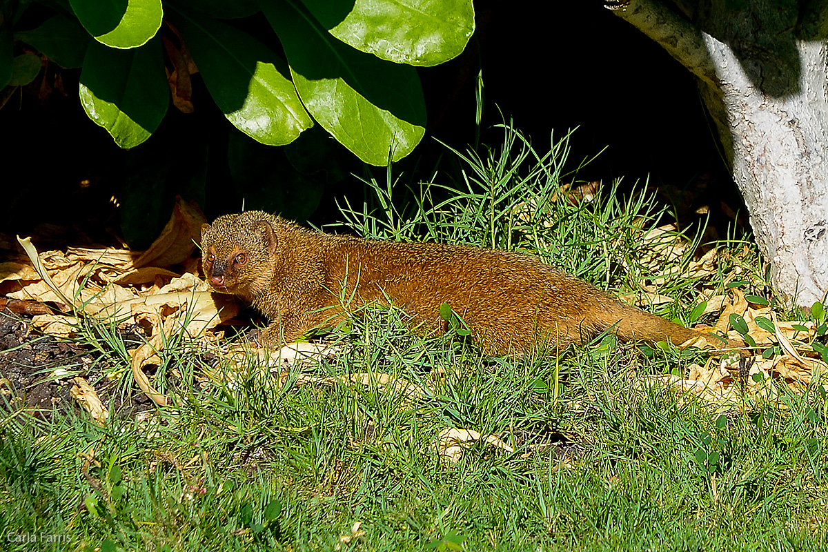 Mongoose