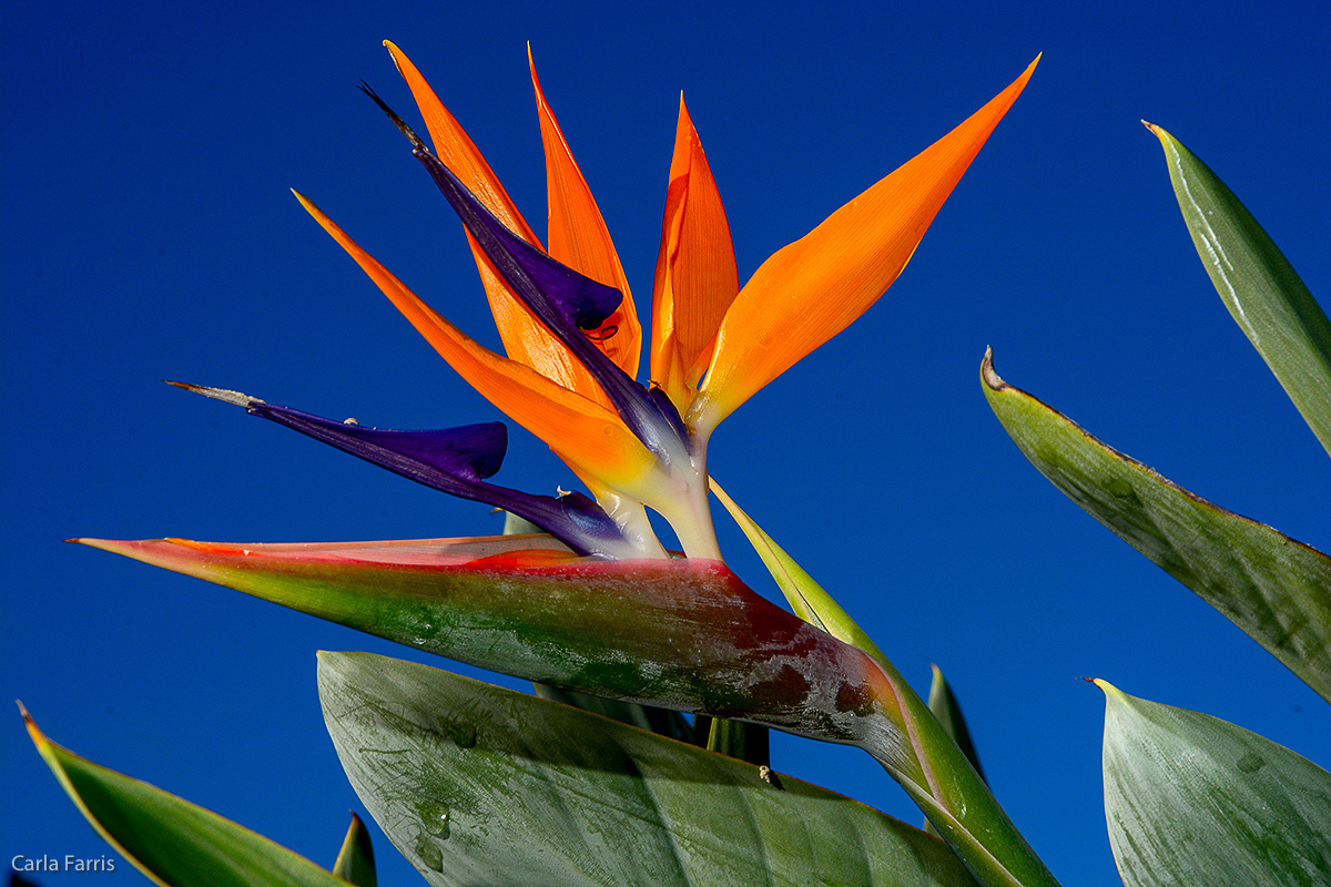 Bird of Paradise at Pearl Harbor