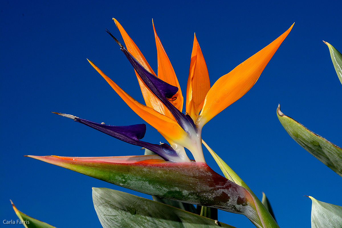 Bird of Paradise at Pearl Harbor