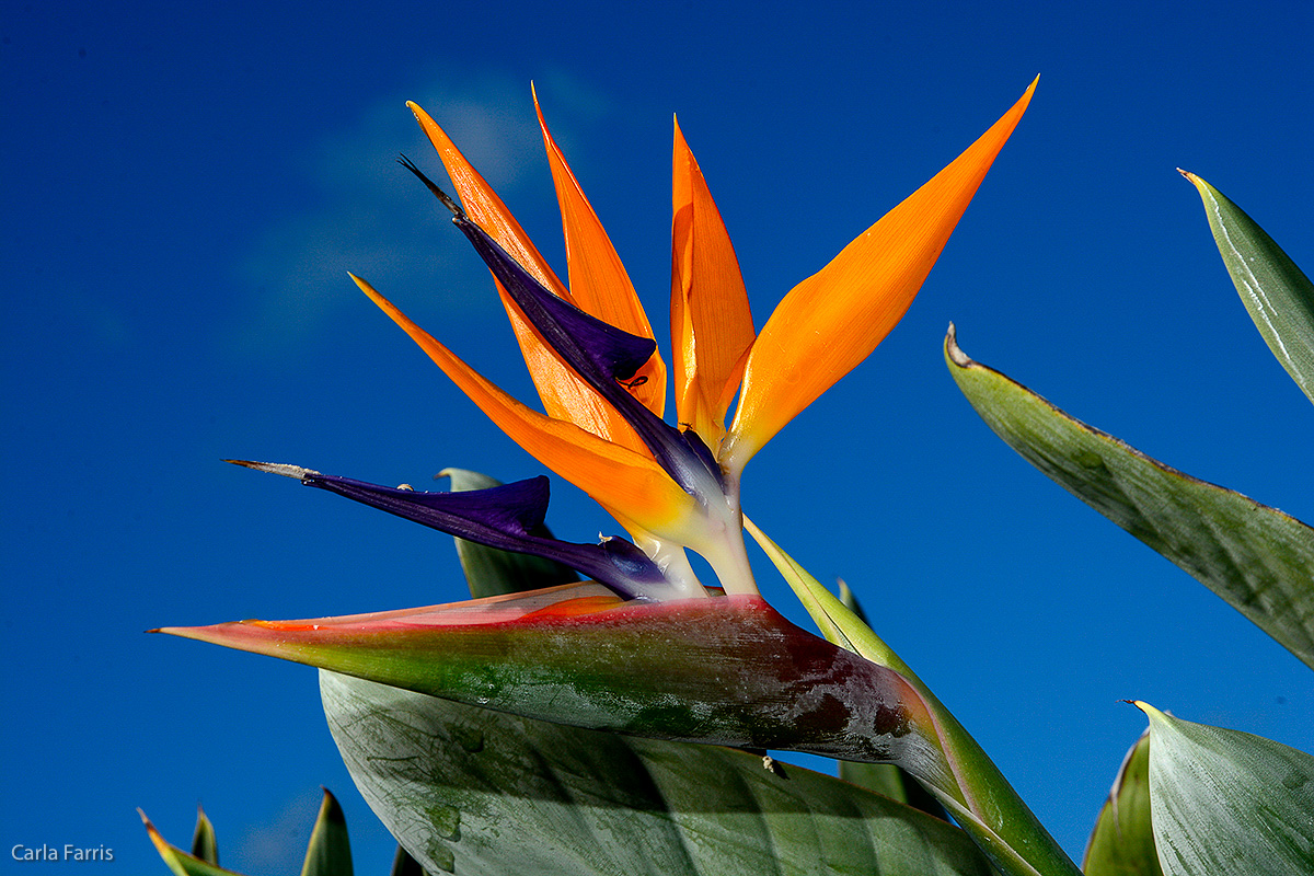 Bird of Paradise at Pearl Harbor