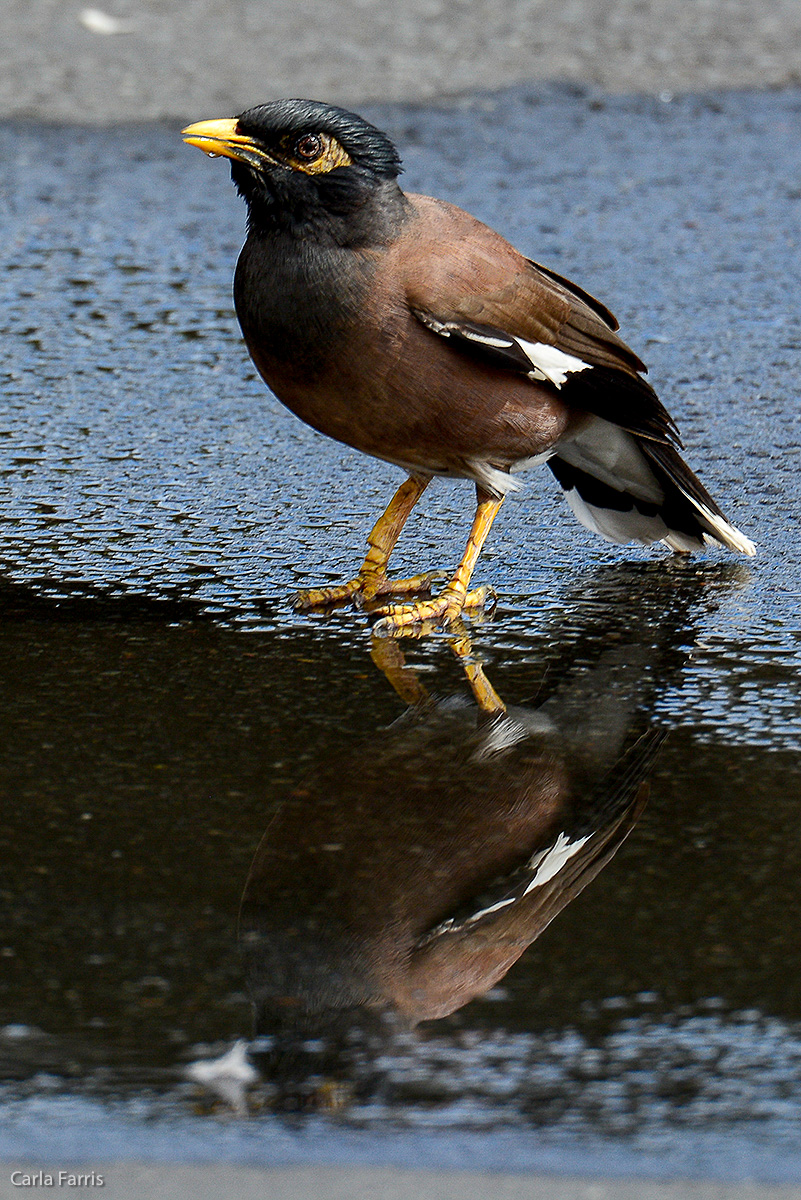 Common Myna