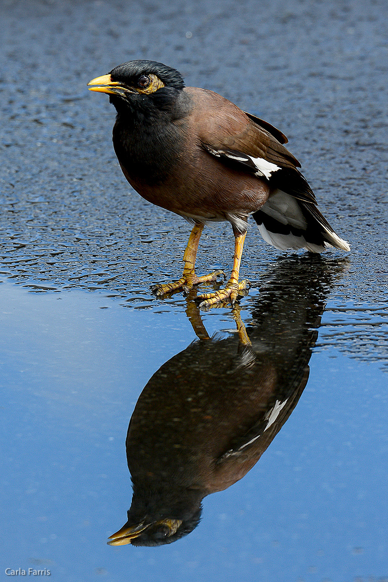 Common Myna