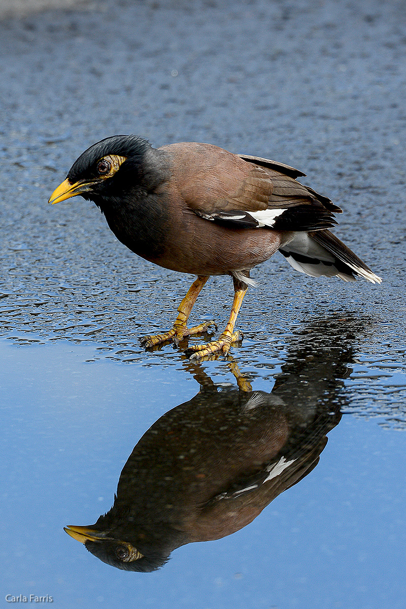 Common Myna