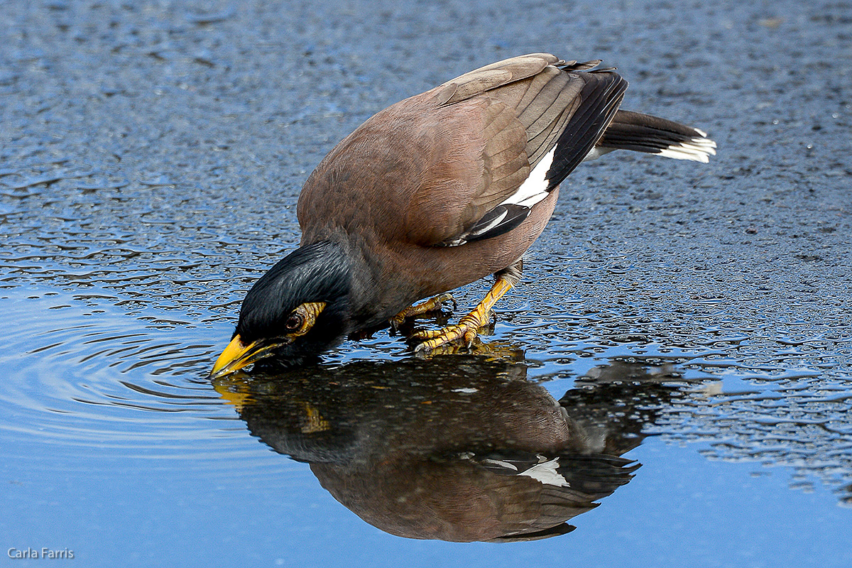 Common Myna