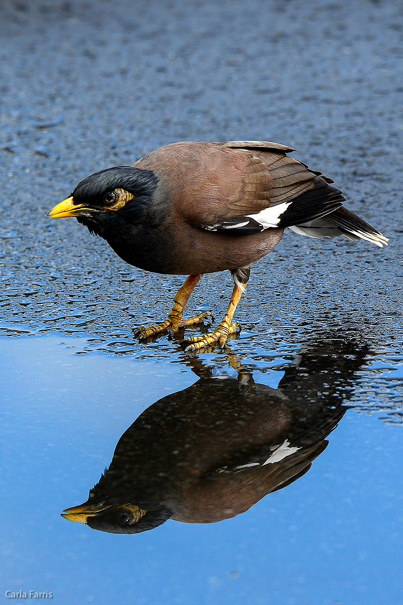 Common Myna