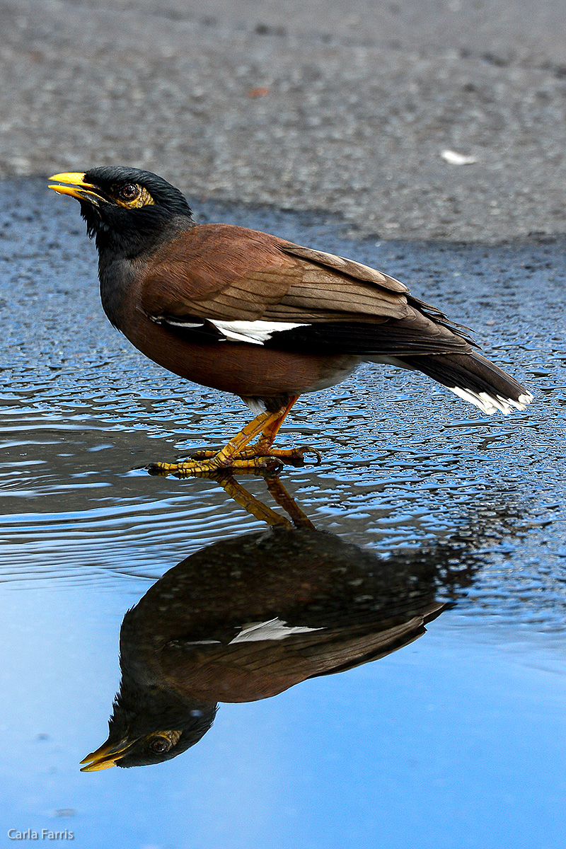 Common Myna