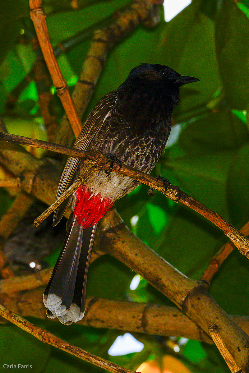 Red-Vented Bulbul