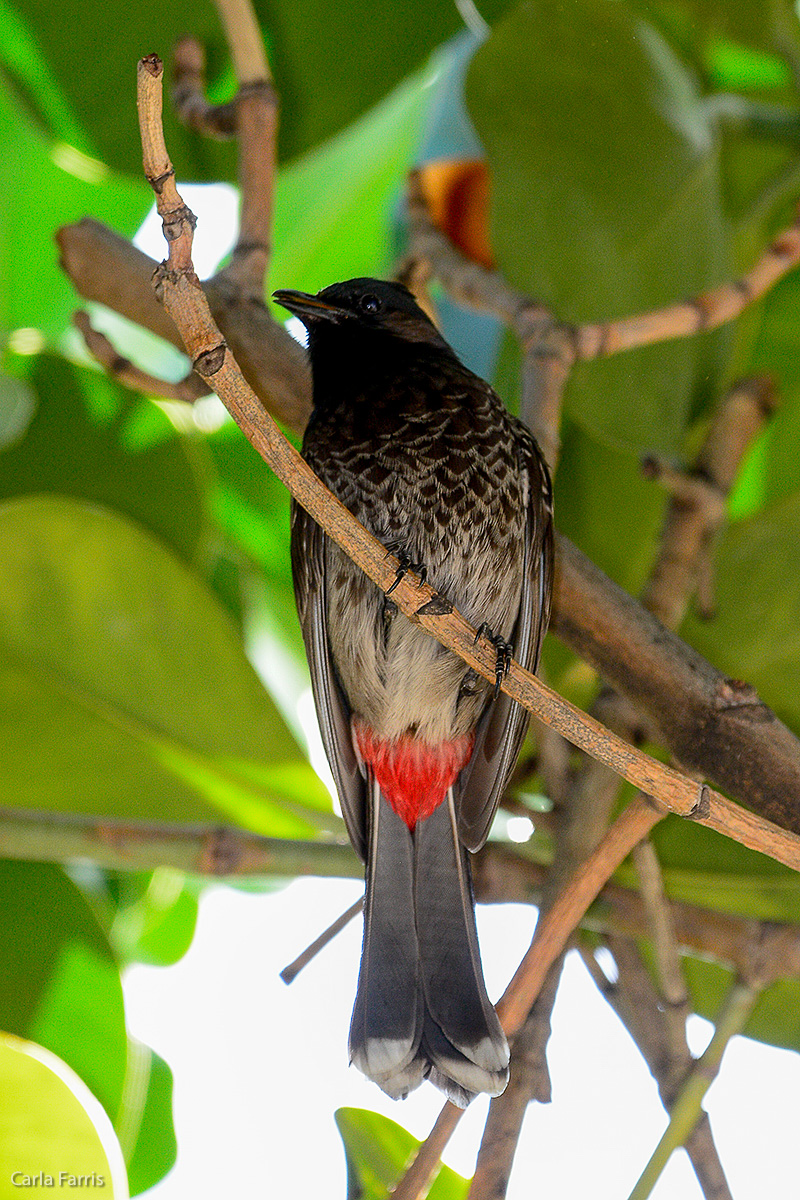 Red-Vented Bulbul