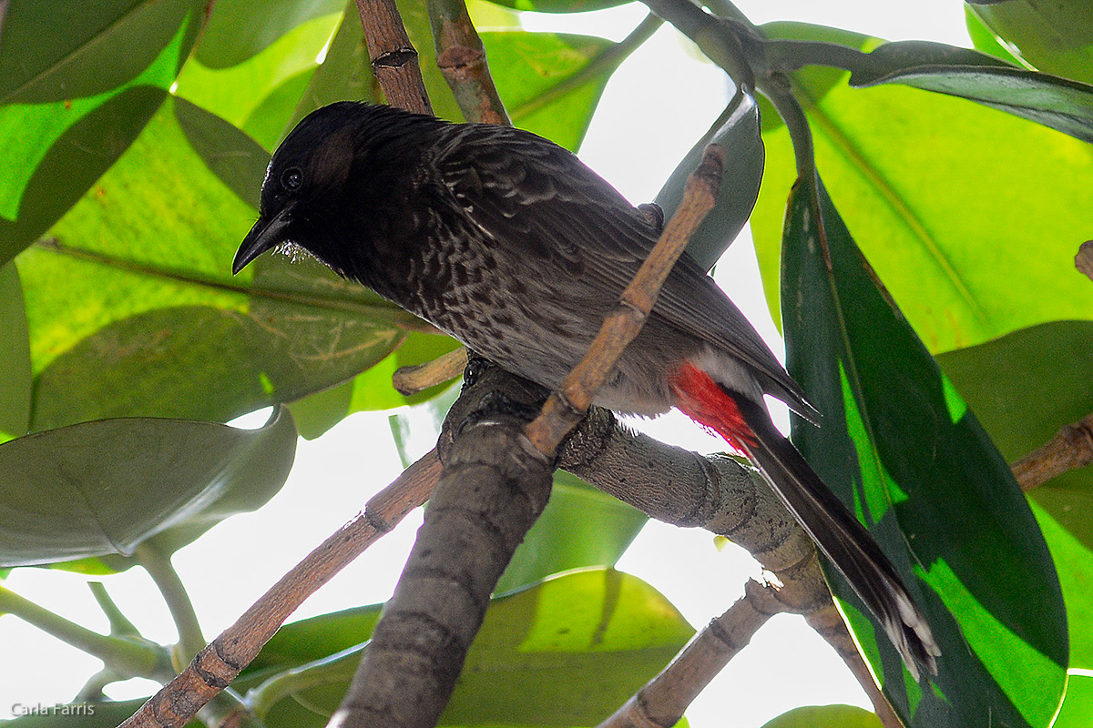 Red-Vented Bulbul