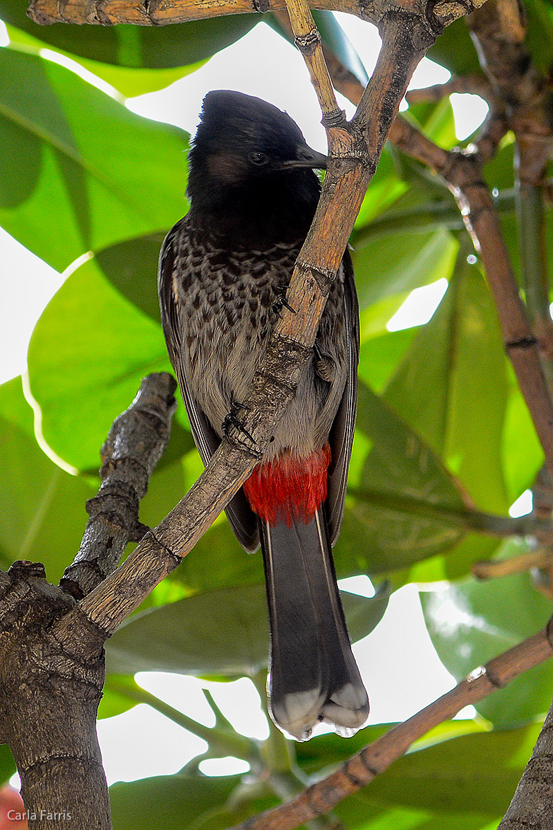 Red-Vented Bulbul