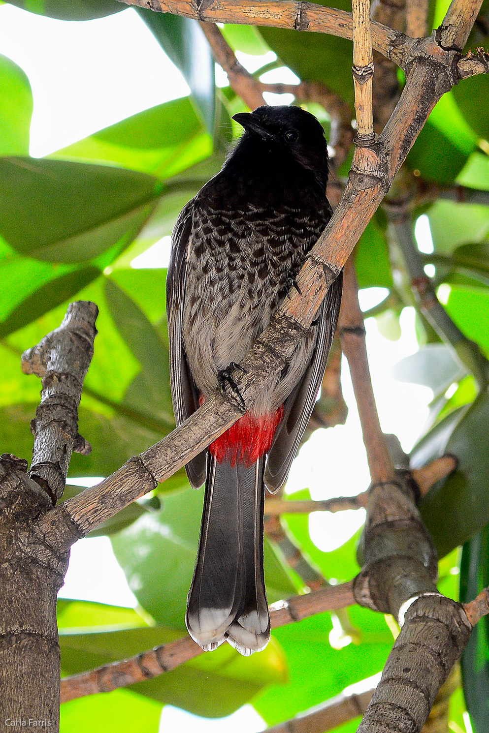 Red-Vented Bulbul