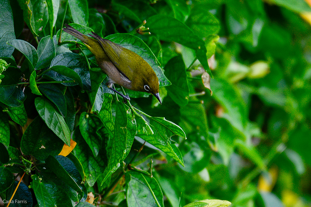 Japanese White Eye