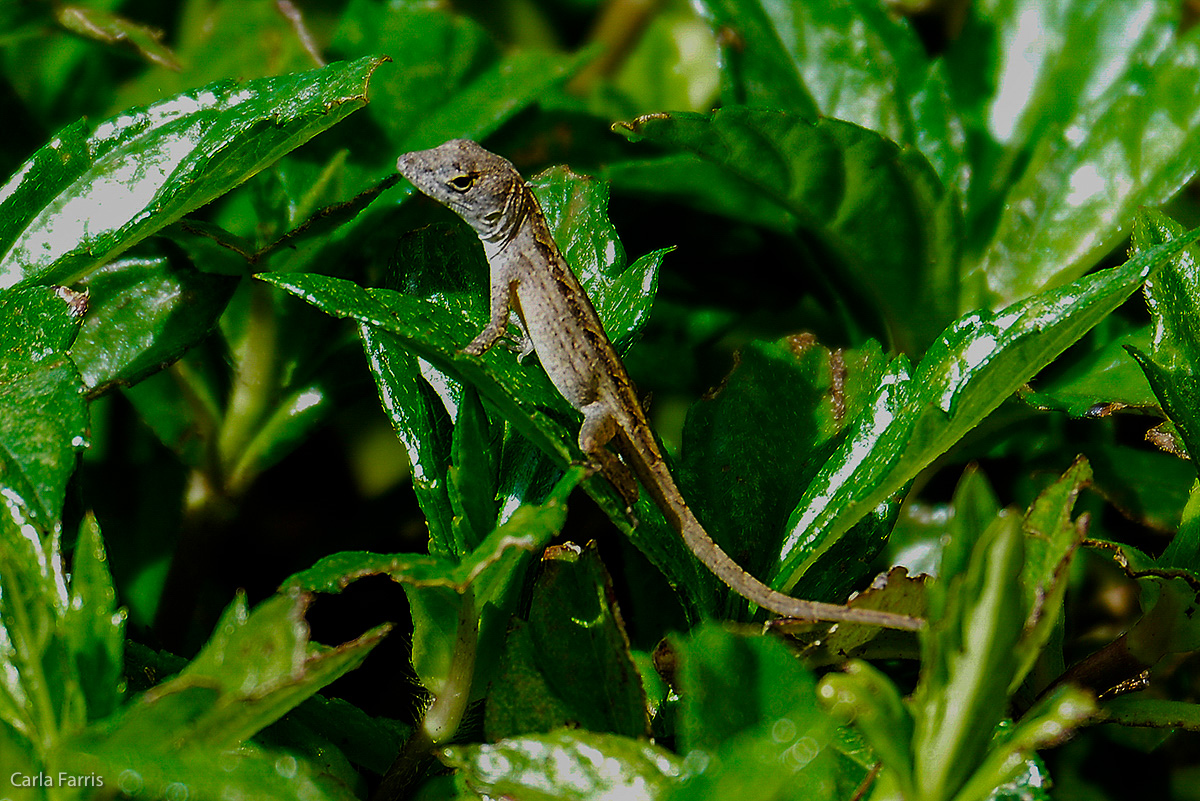 Tiny lizard outside our hotel 