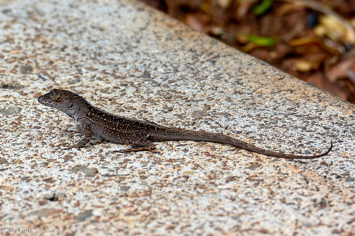 A little lizard outside our hotel.